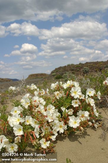 Pale Evening Primroses on sand dune under blue sky w/ clouds