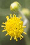 Columbia Cut Leaf blossom detail