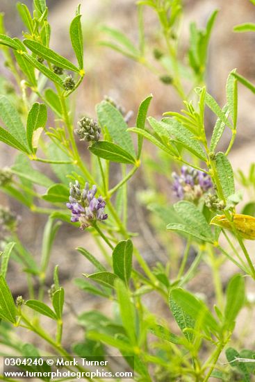 Lance-leaf Scurf Pea
