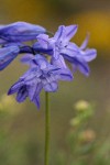 Large-flowered Brodiaea blossoms