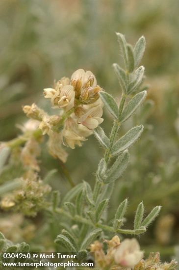 Milk-vetch blossoms & foliage detail