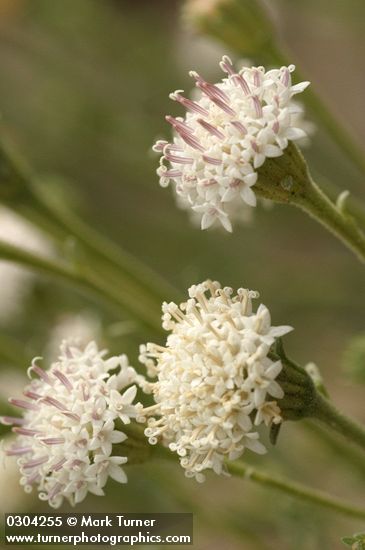 Hoary Chaenactis blossoms detail