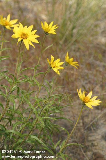Cusick's Sunflowers