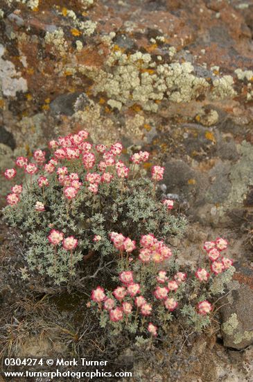 Thyme-leaf Desert Buckwheat