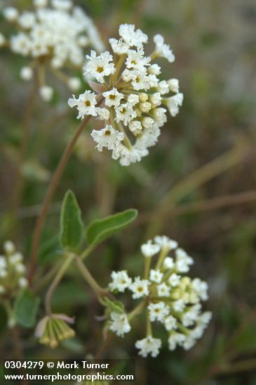 Sand Verbena blossoms