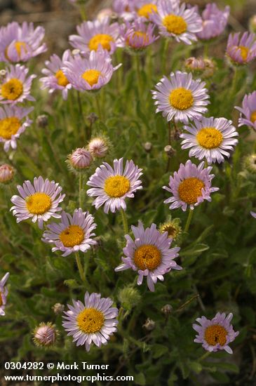 Cushion Fleabane
