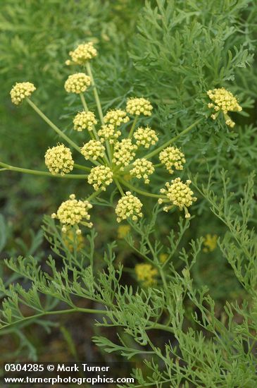 Thompson's Desert Parsley