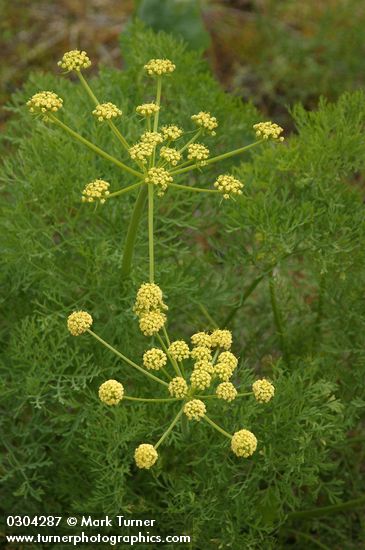 Thompson's Desert Parsley