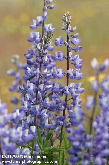 Silky Lupine blossoms