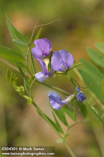 Few-flowered Pea blossoms & foliage