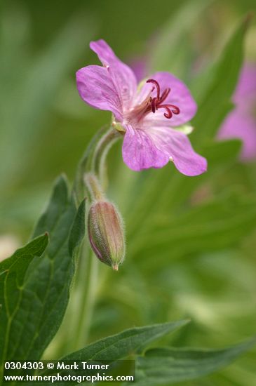 Sticky Purple Geranium blossom detail
