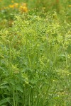 Western Sweet Cicely