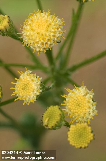 Columbia Ragwort blossoms detail