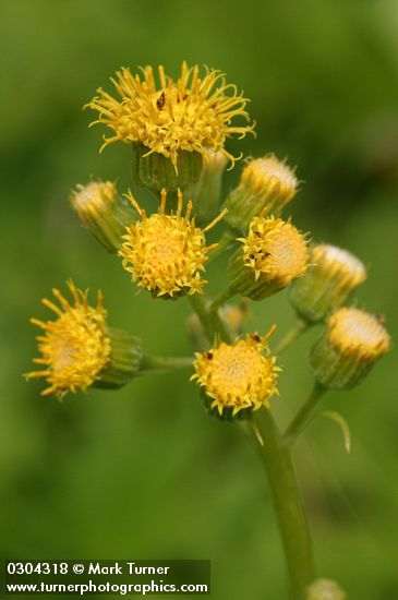 Silvercrown blossoms detail