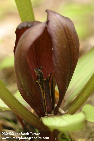 Roundleaf Trillium blossom detail