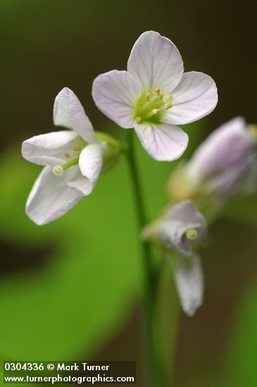 Milkmaids blossoms detail