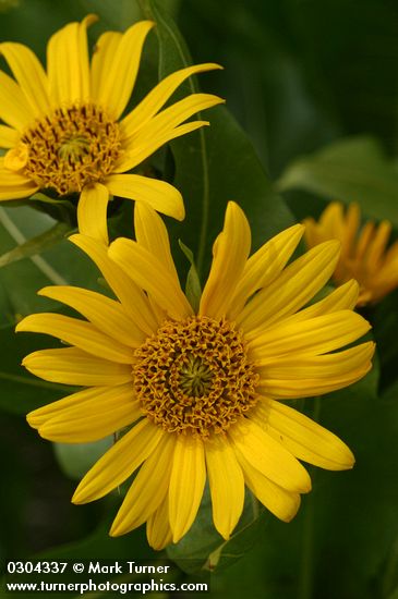 Mule's Ears blossoms detail