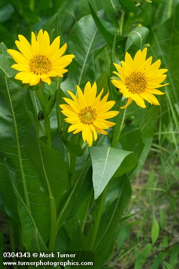 Mule's Ears