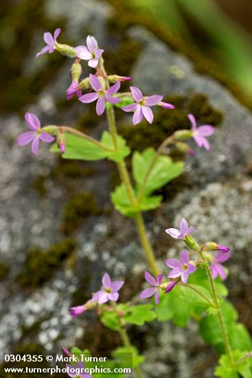 Violet Suksdorfia blossoms & foliage