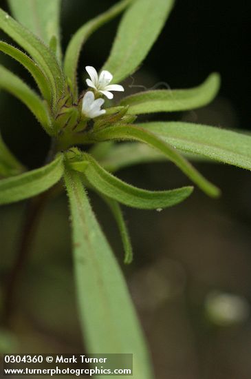 Narrow-leaved Collomia