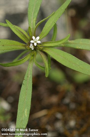 Narrow-leaved Collomia