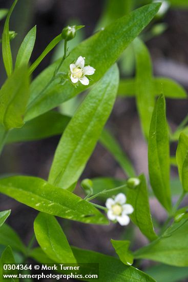 Big-leaved Sandwort