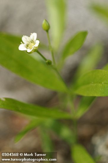 Big-leaved Sandwort blossom & foliage