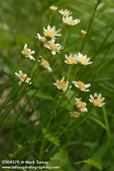Tower Butterweed