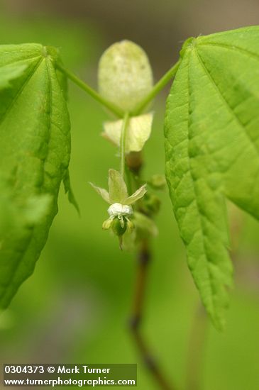 Vine Maple blossom & foliage detail