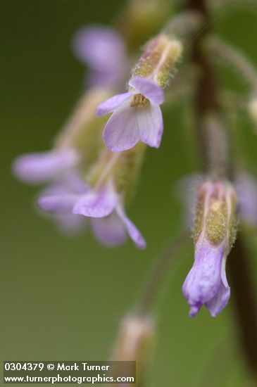 Second Rockcress blossoms extreme detail