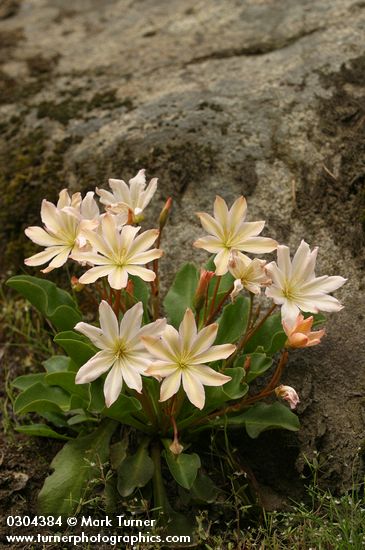 Tweedy's Lewisia