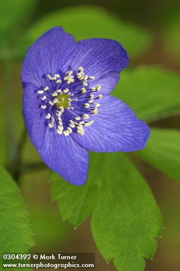 Oregon Anemone (blue form) blossom detail