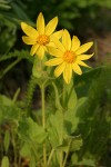 Heart-leaf Arnica