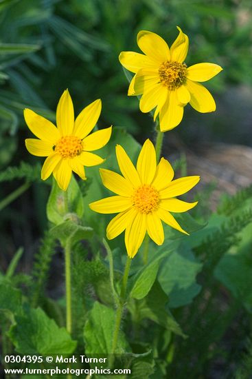 Heart-leaf Arnica