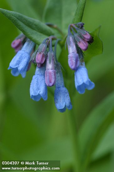 Tall Bluebells blossoms detail