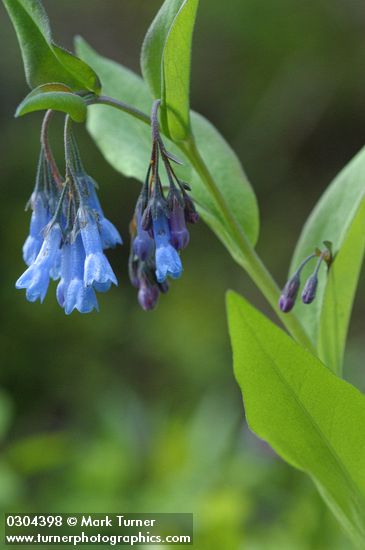 Tall Bluebells blossoms & foliage detail