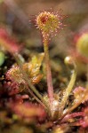 Round-leaved Sundew