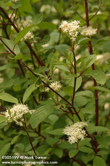 Red-osier Dogwood blossoms & foliage