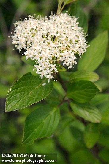 Red-osier Dogwood blossoms & foliage detail