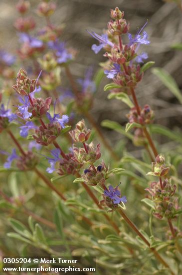 Purple Sage blossoms & foliage