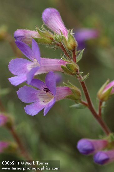Rock Penstemon blossoms detail