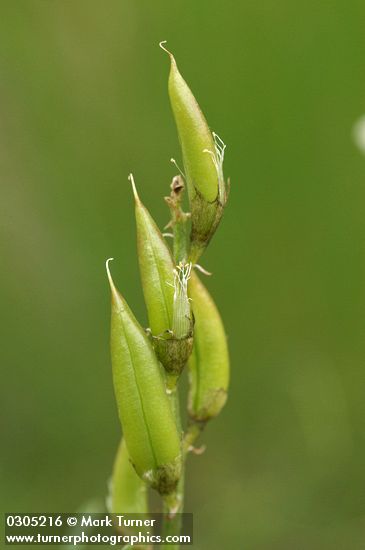 Yakima Milk-vetch immature seed pods