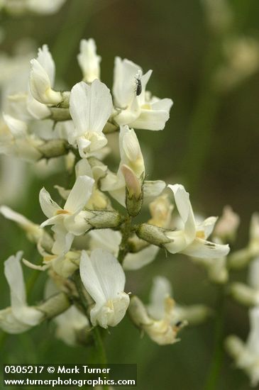 Yakima Milk-vetch blossoms detail