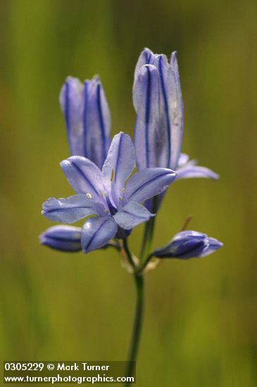 Large-flowered Brodiaea blossoms