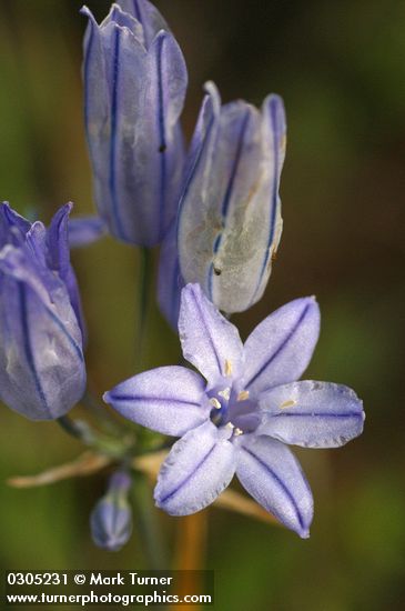 Large-flowered Brodiaea blossoms