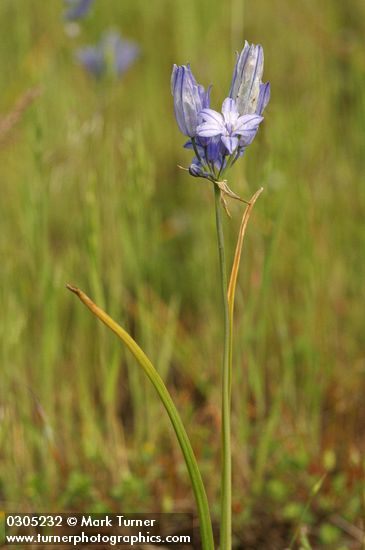Large-flowered Brodiaea