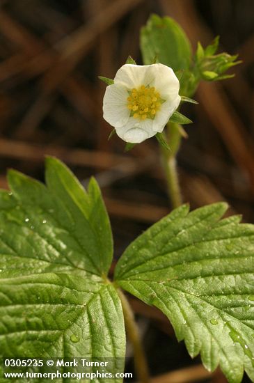 Woodland Strawberry blossom & foliage detail