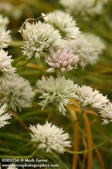 Swamp Onion blossoms