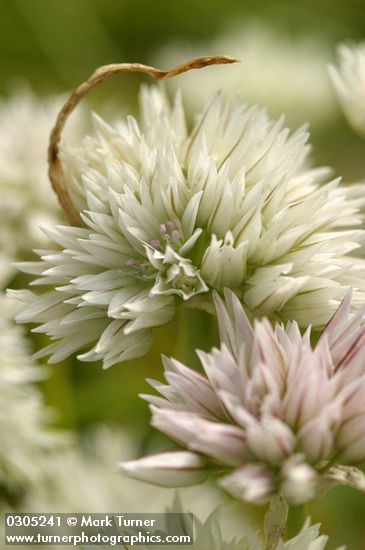 Swamp Onion blossoms extreme detail