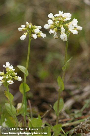 Alpine (Fendler's) Pennycress